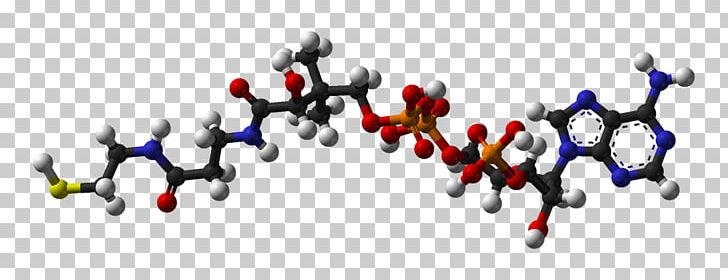 Coenzyme A Acetyl-CoA Molecule Cofactor PNG, Clipart, 3 D, Acetylcoa, Acid, Acylcoa, Art Free PNG Download
