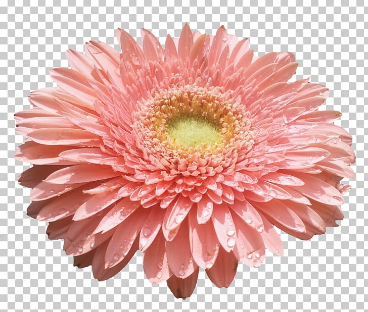 Flower Computer Icons PNG, Clipart, Animation, Aster, Blog, Chrysanths, Computer Icons Free PNG Download