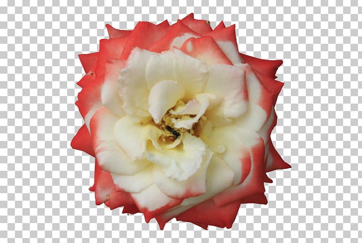 Garden Roses Cut Flowers Floristry Cabbage Rose PNG, Clipart, Carnation, Cut Flowers, Floribunda, Floristry, Flower Free PNG Download