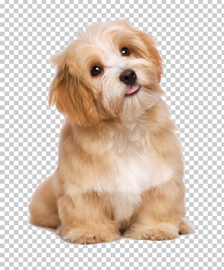 Havanese Maltese Dog Poodle Puppy Cat PNG, Clipart, Animal, Carnivoran, Companion Dog, Cuteness, Dog Breed Free PNG Download