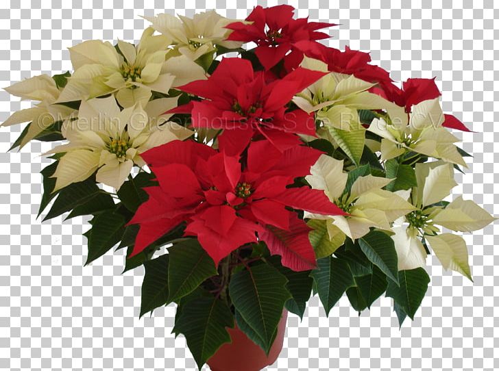 Cut Flowers Poinsettia Plant Floral Design PNG, Clipart, Annual Plant, Christmas, Christmas Eve, Cuetlaxochitl, Cut Flowers Free PNG Download