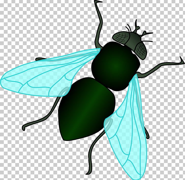 Housefly Insect PNG, Clipart, Animal, Animals, Arthropod, Background Green, Cartoon Free PNG Download
