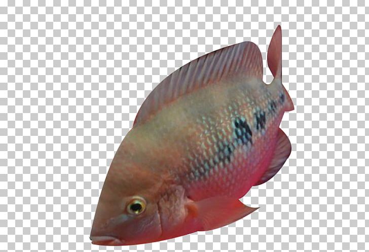 Tilapia PNG, Clipart, Animals, Aquarium Fish, Biology, Bony Fish, Designer Free PNG Download
