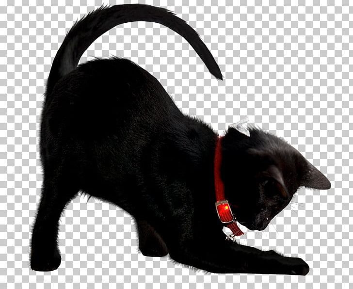 Cat Kitten PNG, Clipart, Animals, Animation, Black Cat, Carnivoran, Cat Free PNG Download