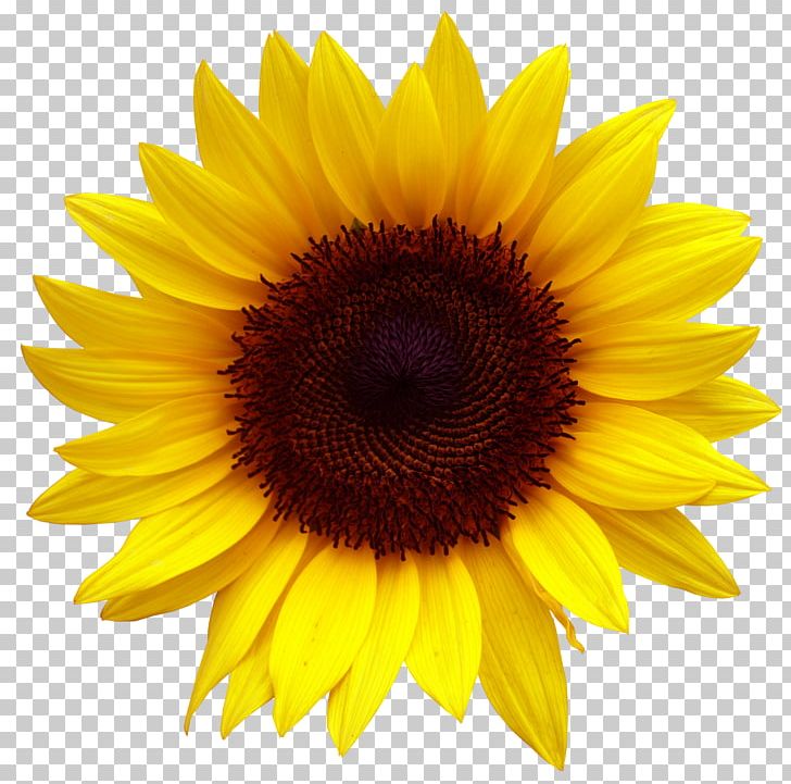 Common Sunflower Sunflower Seed PNG, Clipart, Common Sunflower, Creative Autumn, Daisy Family, Desktop Wallpaper, Download Free PNG Download