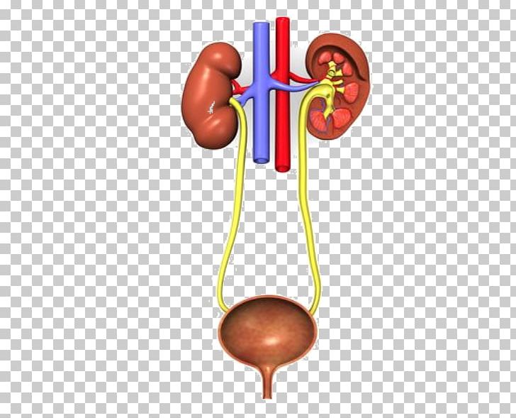 Excretory System Urinary Tract Infection Urine Urinary Bladder Genitourinary System Png Clipart