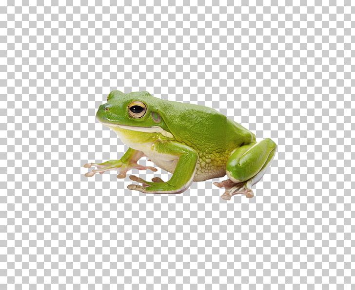 Frog Amphibian Tadpole PNG, Clipart, American Bullfrog, Amphi, Animal, Animals, Coreldraw Free PNG Download