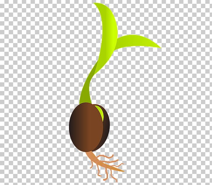 Germination Seed Sowing Sprouting PNG, Clipart, Common Sunflower, Computer Wallpaper, Food, Food Drinks, Fruit Free PNG Download