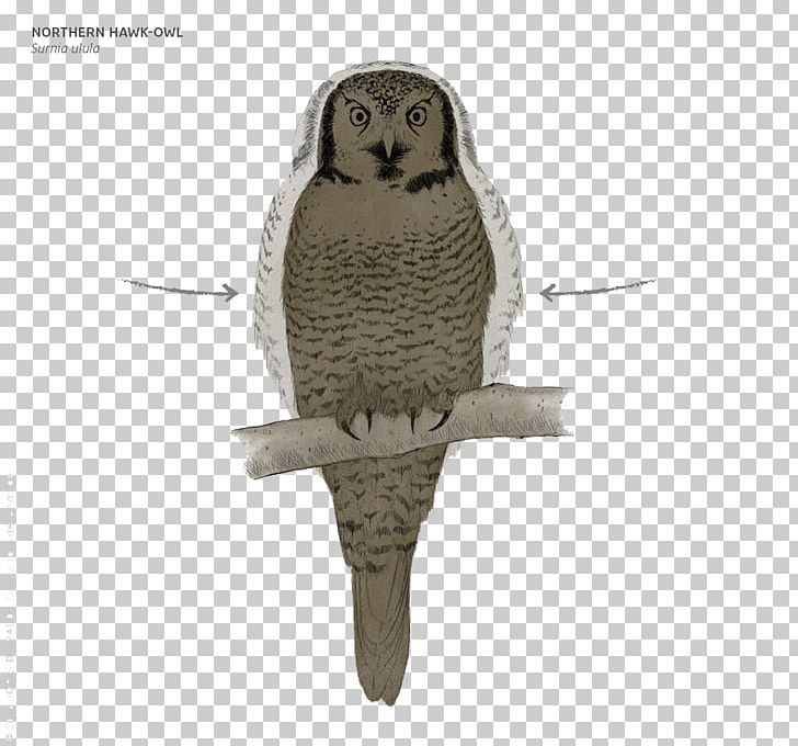 Great Grey Owl PNG, Clipart, Animals, Beak, Bird, Bird Of Prey, Download Free PNG Download
