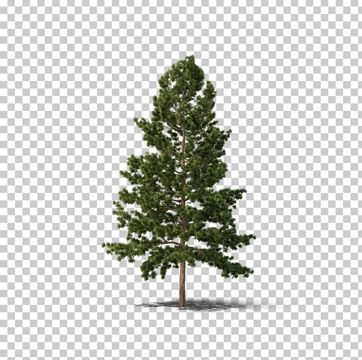 Pine Fir Spruce Tree Conifers PNG, Clipart, Biome, Branch, Christmas Decoration, Christmas Ornament, Christmas Tree Free PNG Download