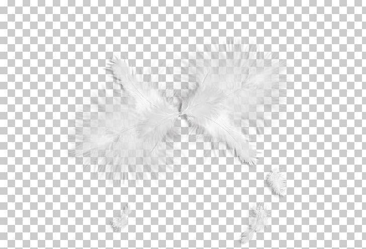 White Feather White Feather Portable Network Graphics PNG, Clipart, Animals, Black And White, Color, Creativity, Feather Free PNG Download