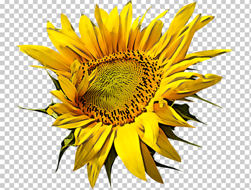 Sunflower PNG, Clipart, Flower, Petal, Plant, Pollen, Sunflower Free PNG Download