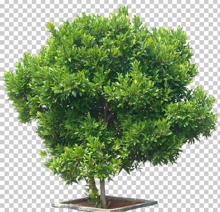 Syzygium Paniculatum Tree Eugenia Shrub Maple PNG, Clipart, American Sycamore, Apiaceae, Bonsai, Bushes, Cow Parsley Free PNG Download