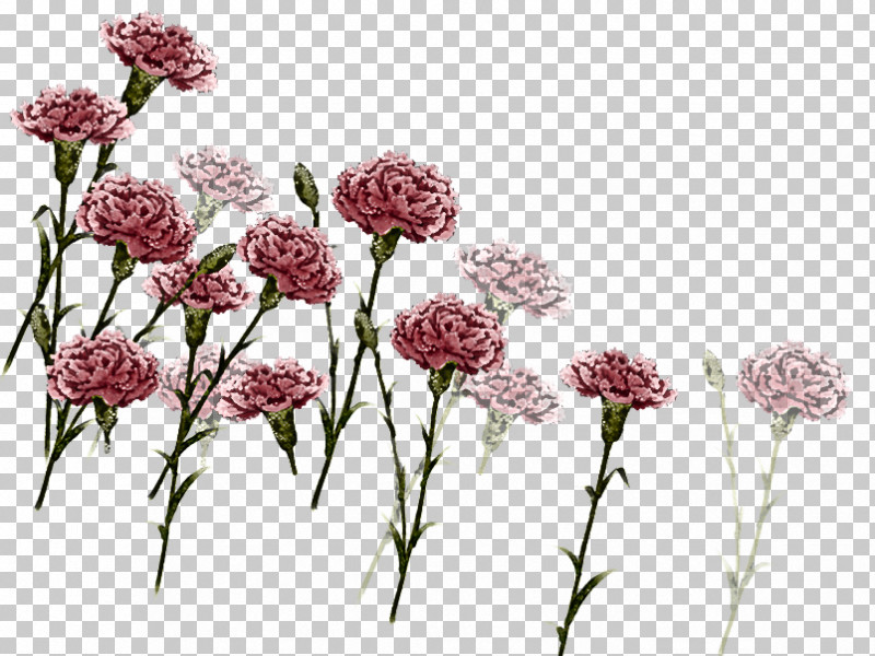 Flower Plant Cut Flowers Plant Stem Rosy Garlic PNG, Clipart, Cut Flowers, Flower, Pedicel, Perennial Plant, Plant Free PNG Download
