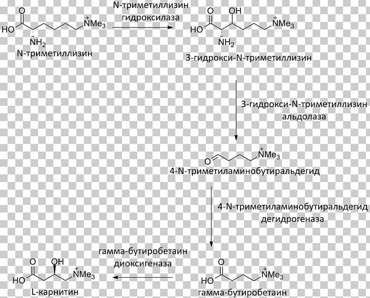 Levocarnitine Meldonium Gamma-butyrobetaine Dioxygenase Biosynthesis Sintesis PNG, Clipart, Angle, Area, Biochemistry, Biosynthesis, Black And White Free PNG Download