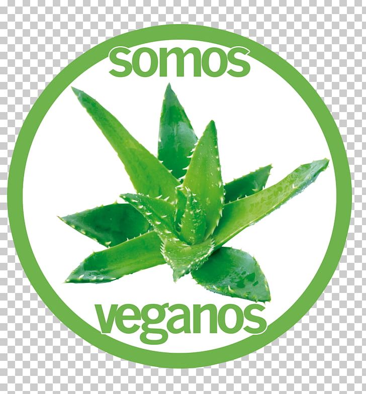 Aloe Vera Skin Care Gel Plant PNG, Clipart, Aloe, Aloe Vera, Dermatitis, Food Drinks, Gel Free PNG Download