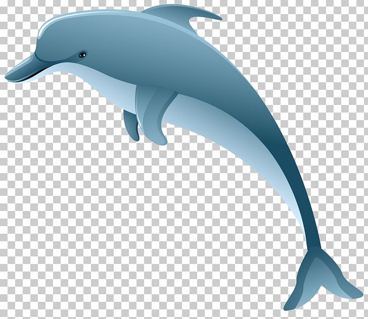 Dolphin PNG, Clipart, Beak, Blowhole, Bottlenose Dolphin, Cetacea, Clipart Free PNG Download