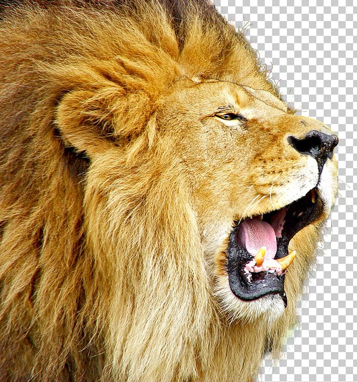 Lion Roar PNG, Clipart, Animals, Big Cat, Big Cats, Carnivoran, Cat Like Mammal Free PNG Download