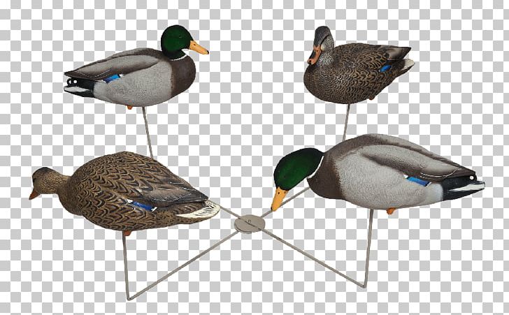 Mallard Goose Duck Beak PNG, Clipart, Animals, Avian, Beak, Bird, Decoy Free PNG Download