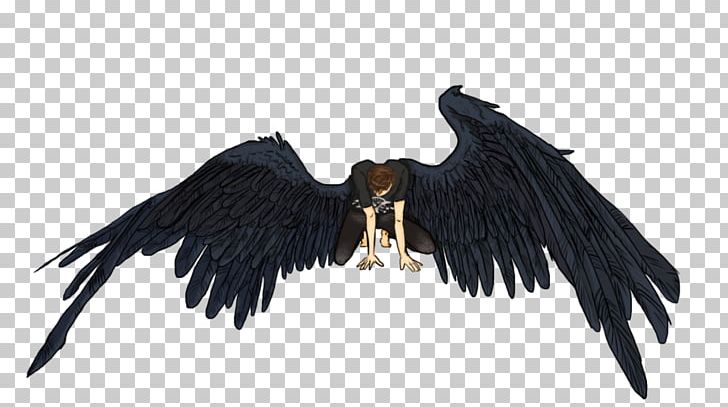 Eagle Vulture Beak Feather PNG, Clipart, Animals, Beak, Bird, Bird Of Prey, Eagle Free PNG Download