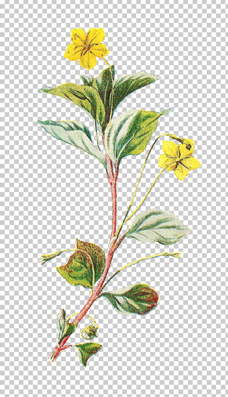Familiar Wild Flowers Wildflower Printmaking PNG, Clipart, Antique, Art, Botanical Illustration, Clip Art, Drawing Free PNG Download