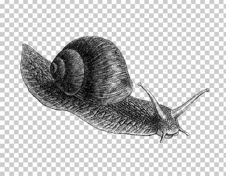 Land Snail Drawing Molluscs PNG, Clipart, Animal, Animals, Black And White, Cartoon, Cartoon Animals Free PNG Download