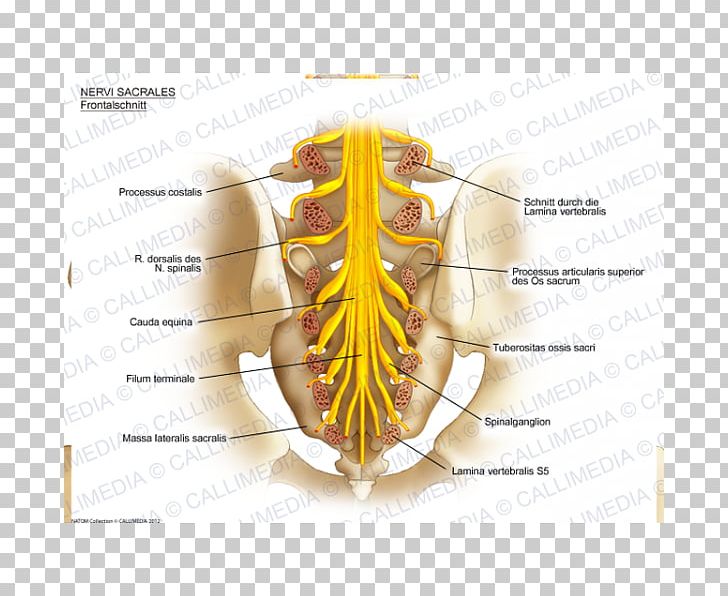 Sacral Nerves Sacrum Anatomy Nervous System PNG, Clipart, Anatomy, Coccyx, Frontal Nerve, Illustration Anatomique, Insect Free PNG Download