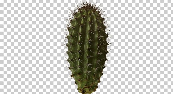 Cactaceae PNG, Clipart, Barbary Fig, Cactaceae, Cactus, Download, Downloads Free PNG Download