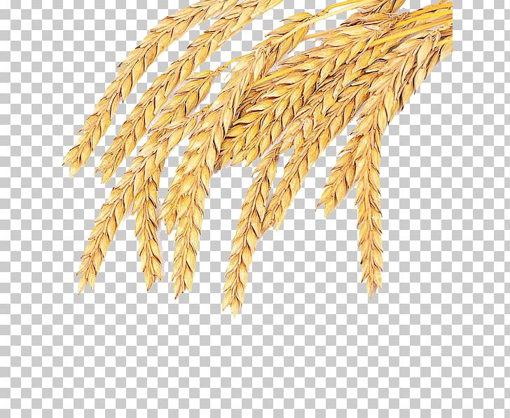 Emmer Spelt Common Wheat Cereal Whole Grain PNG, Clipart, Autumn, Autumn Wheat, Botany, Broomcorn, Cereal Germ Free PNG Download