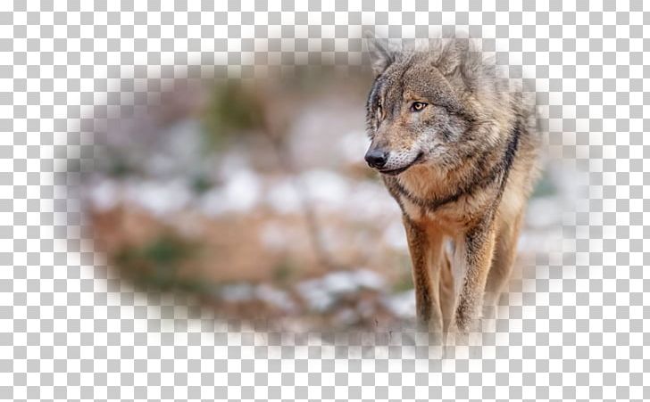 Gray Wolf Desktop Red Wolf Red Fox PNG, Clipart, Baby Wolves, Black Wolf, Carnivoran, Computer, Coyote Free PNG Download