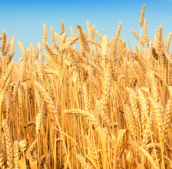 Wheat Agriculture Desktop Cereal Harvest PNG, Clipart, Agriculture, Avena, Cereal, Commodity, Crop Free PNG Download