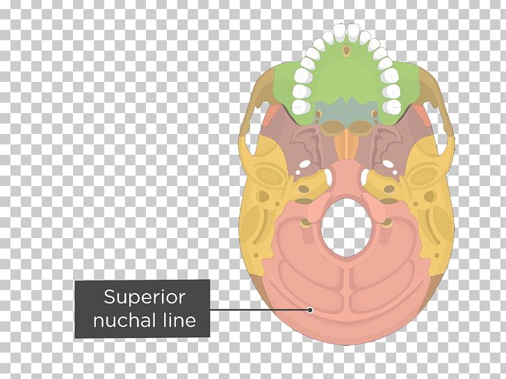Pterygoid Processes Of The Sphenoid Pterygoid Hamulus Medial Pterygoid Muscle Lateral Pterygoid Muscle Sphenoid Bone PNG, Clipart, Anatomy, Bone, Fantasy, Human Skeleton, Jaw Free PNG Download