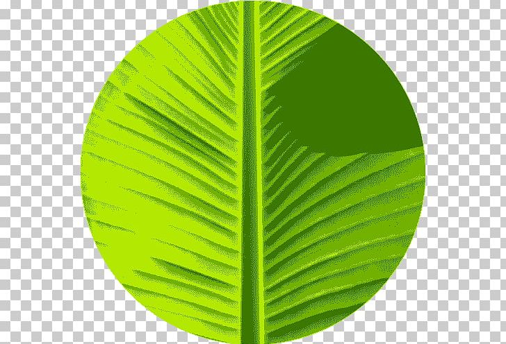 Banana Leaf Green Color PNG, Clipart, Banana, Banana Leaf, Cartoon, Circle,  Color Free PNG Download