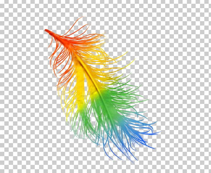 Feather Rainbow Color Data Compression PNG, Clipart, Animals, Asiatic Peafowl, Color, Data, Data Compression Free PNG Download