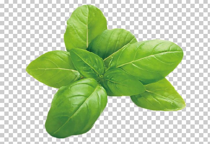 Italian Cuisine Basil Herb Leaf Vegetable Mozzarella PNG, Clipart, Basil, Flavor, Food Drinks, Herb, Herbalism Free PNG Download