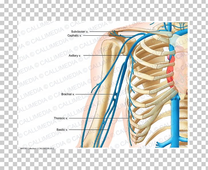 Subclavian Vein Internal Jugular Vein External Jugular Vein Subclavian Artery PNG, Clipart, Abdomen, Anatomy, Angle, Arm, Artery Free PNG Download