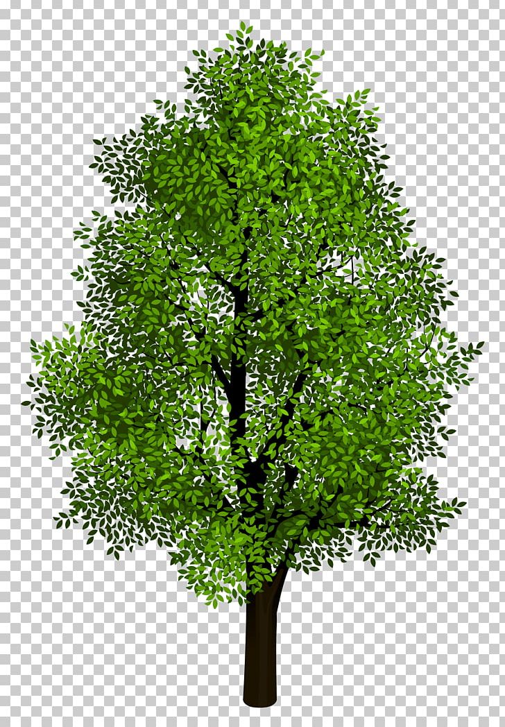 Tree Isometric Projection Clip Art   Green Tree Transparent Clipart