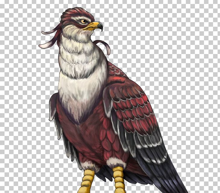Eagle Owl Hawk Beak Feather PNG, Clipart, Accipitriformes, Animals, Beak, Bird, Bird Of Prey Free PNG Download