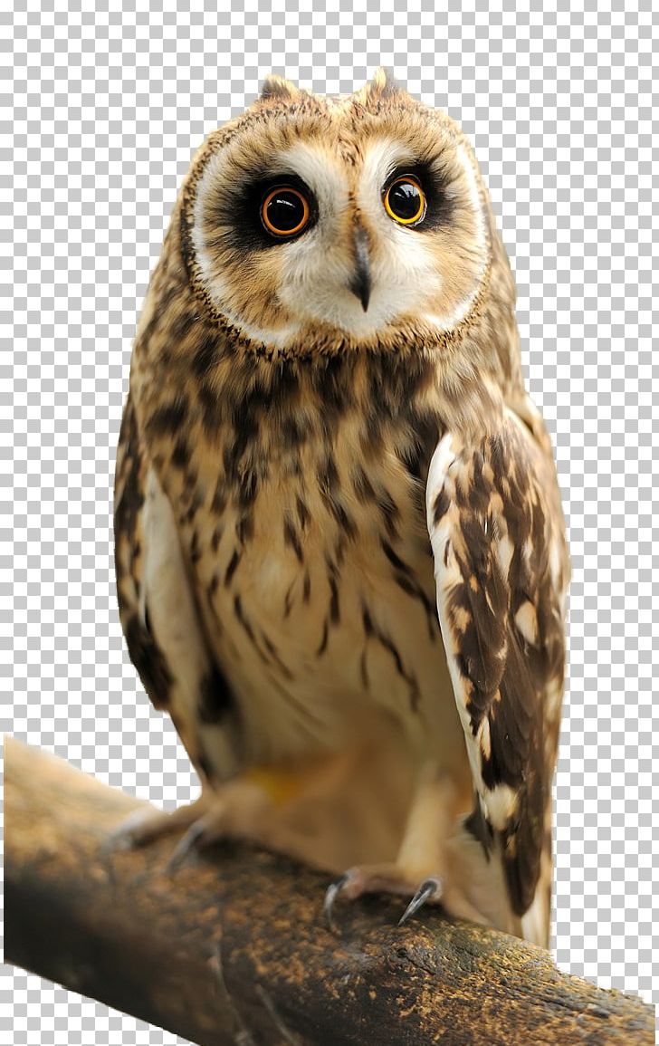 Eurasian Eagle-owl Great Horned Owl Snowy Owl Indian Eagle-owl PNG, Clipart, Animal, Animals, Backpack, Beak, Bird Free PNG Download