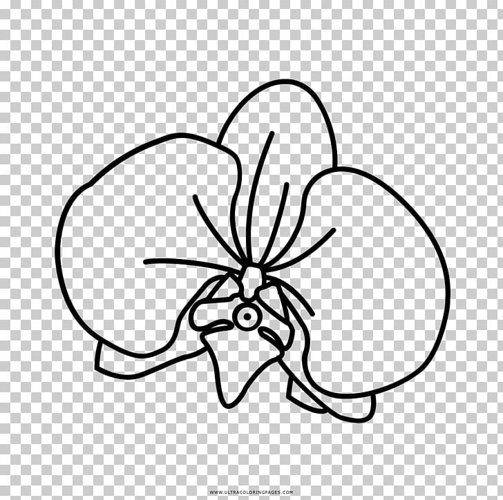 Drawing Orchids Black And White Coloring Book Cattleya Schilleriana PNG, Clipart, Area, Art, Artwork, Ausmalbild, Black Free PNG Download