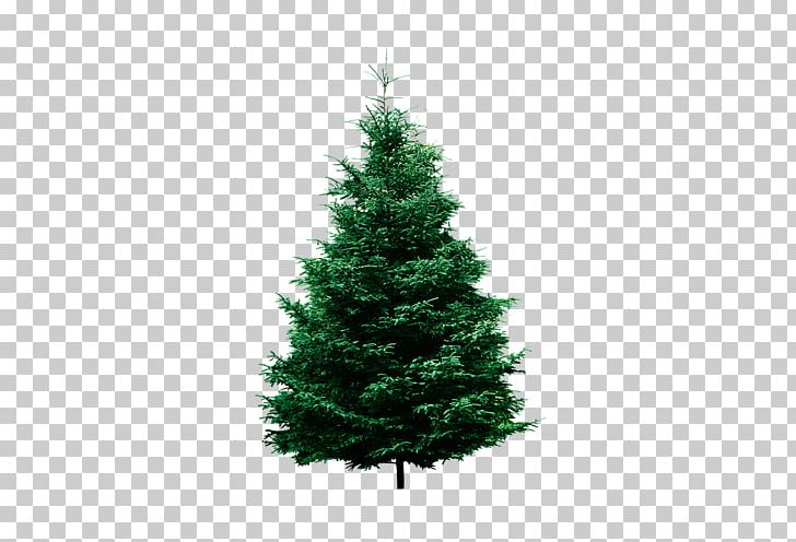 Pine Conifers Fir Tree Evergreen PNG, Clipart, Biome, Cedar, Christmas Decoration, Christmas Ornament, Christmas Tree Free PNG Download