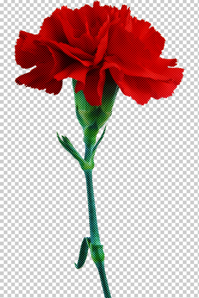 Rose PNG, Clipart, Amaryllis Family, Carnation, Cut Flowers, Flower, Pedicel Free PNG Download
