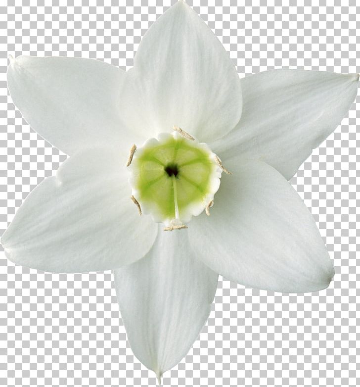 Flower Daffodil Plant Lilium PNG, Clipart, Amaryllis Belladonna, Amaryllis Family, Daffodil, Flower, Flower Bouquet Free PNG Download