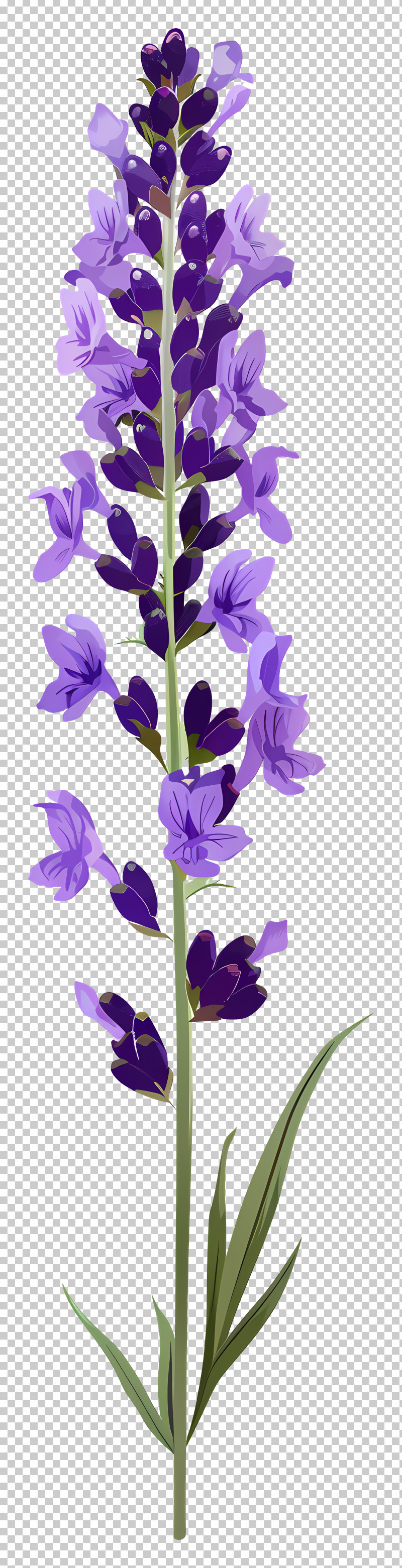 Lavender Flower - Single Stalk Of Purple Lavender PNG