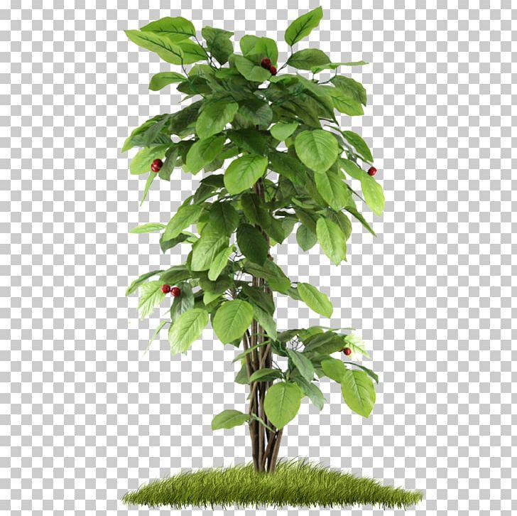 India Non-Governmental Organisation Tree Planting Plantation Organization PNG, Clipart, Agriculture, Branch, Deviantart, Flowerpot, Foundation Free PNG Download