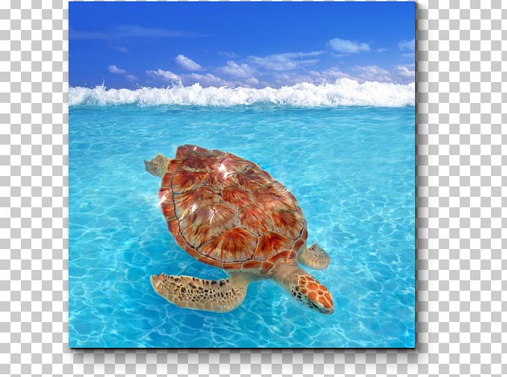 Loggerhead Sea Turtle Green Sea Turtle Modern Sea Turtles PNG, Clipart, Animals, Aqua, Caribbean, Caribbean Sea, Chelonia Free PNG Download