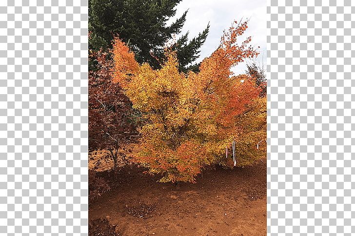 Sugar Maple Tree Deciduous Larch Nursery PNG, Clipart, Autumn, Autumn Leaf Color, Biome, Broadleaved Tree, Deciduous Free PNG Download