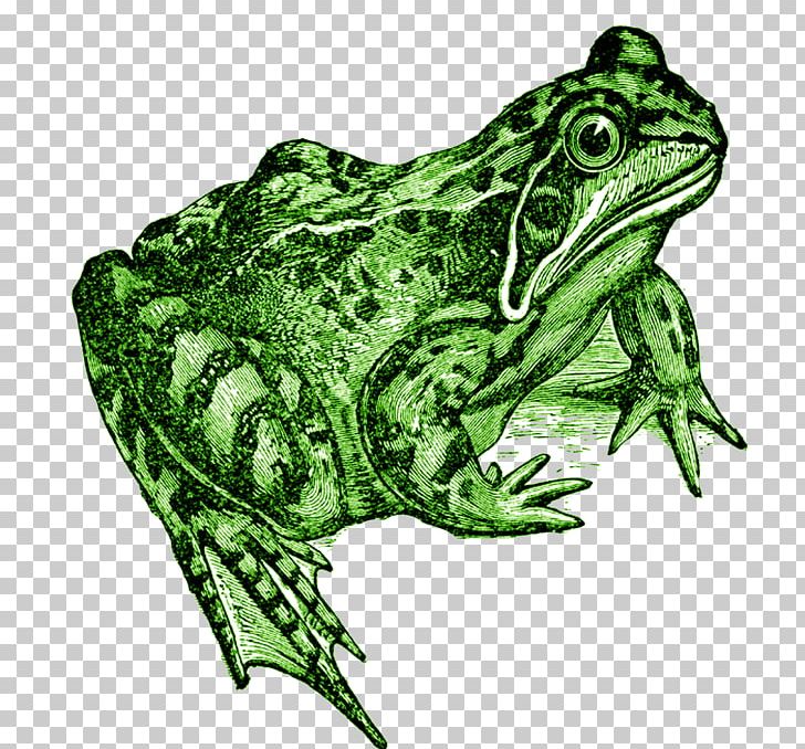 The Common Frog Amphibian Toad PNG, Clipart, Amphibian, Animals, Artist Trading Cards, Bullfrog, Common Frog Free PNG Download