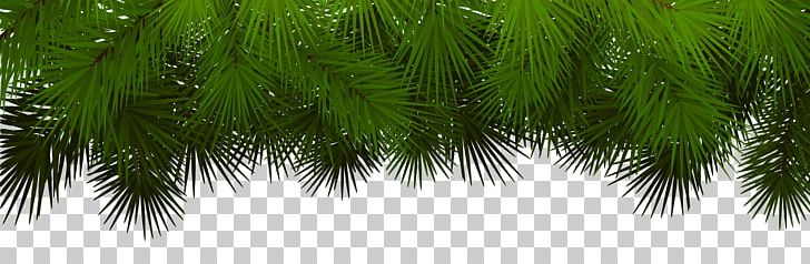 Asian Palmyra Palm Fir Spruce Pine Branch PNG, Clipart, Arecales, Borassus Flabellifer, Christmas, Christmas Clipart, Clipart Free PNG Download