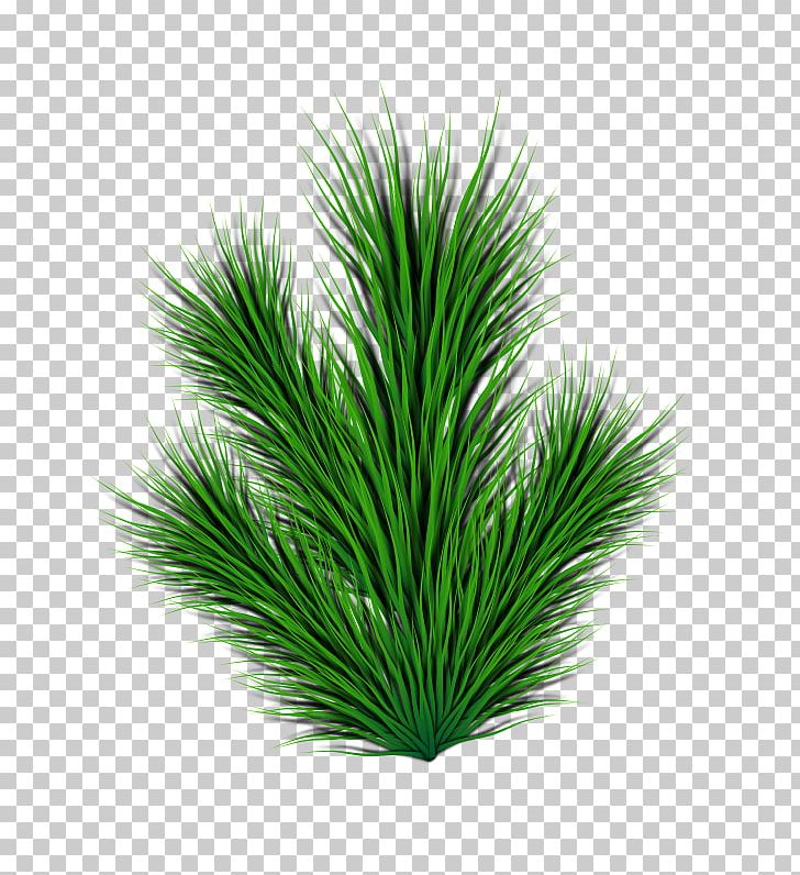 Fir Pinus Contorta Leaf PNG, Clipart, Aquarium Decor, Branch, Clip Art, Conifer, Conifer Cone Free PNG Download